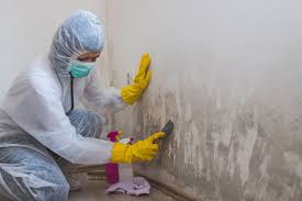 Professional Mold Removal in Lakewood, IL